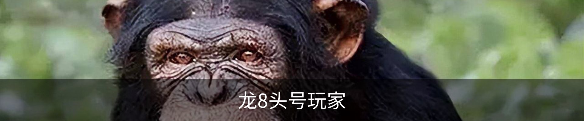 龙8头号玩家